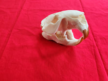 Load image into Gallery viewer, XXXXL Beaver Skull - BVS1001