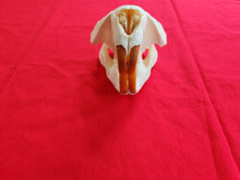 Load image into Gallery viewer, XXXXL Beaver Skull - BVS1001