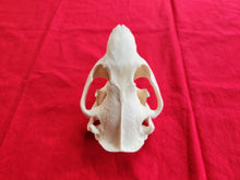 Load image into Gallery viewer, XXXXL Beaver Skull - BVS1001