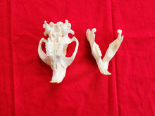 Load image into Gallery viewer, XXXXL Beaver Skull - BVS1001
