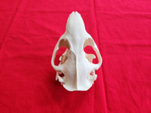 Load image into Gallery viewer, XXXXXL Beaver Skull - BVS1007