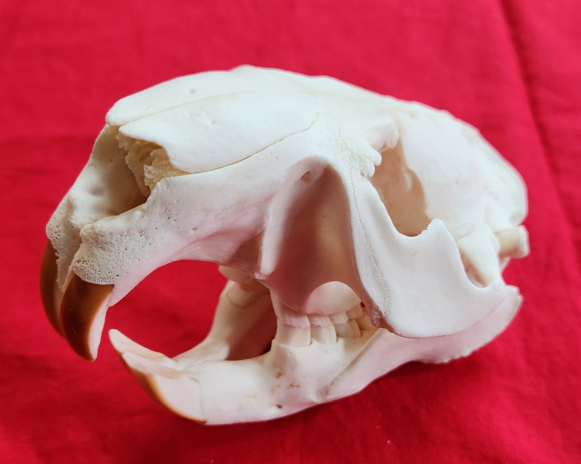 XXXXXL Beaver Skull - BVS1003 – THE IDAHO FUR SHACK
