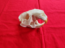Load image into Gallery viewer, XXXXXL Beaver Skull - BVS1003