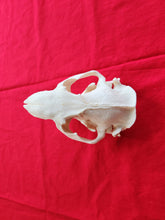 Load image into Gallery viewer, XXXXXL Beaver Skull - BVS1003