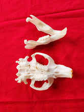 Load image into Gallery viewer, XXXXXL Beaver Skull - BVS1003