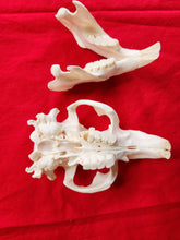 Load image into Gallery viewer, XXXXXL Beaver Skull - BVS1003