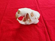 Load image into Gallery viewer, XXXXL Beaver Skull - BVS1008