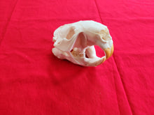Load image into Gallery viewer, XXXL Beaver Skull - BVS1006