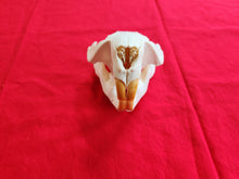 Load image into Gallery viewer, XXXL Beaver Skull - BVS1006