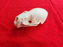 Load image into Gallery viewer, XXL River Otter Skull - ROS1001