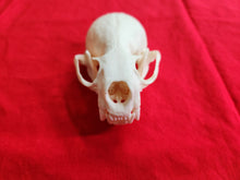Load image into Gallery viewer, XXL River Otter Skull - ROS1001