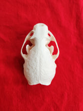 Load image into Gallery viewer, XXL River Otter Skull - ROS1001