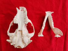 Load image into Gallery viewer, XXL Raccoon Skull - RCS1001