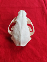 Load image into Gallery viewer, XL Raccoon Skull - RCS1002