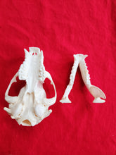 Load image into Gallery viewer, XL Raccoon Skull - RCS1002