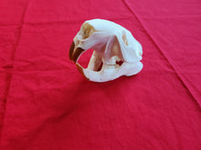 Load image into Gallery viewer, XXXL Beaver Skull - BVS1009