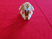 Load image into Gallery viewer, XXXL Beaver Skull - BVS1009