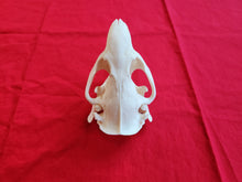Load image into Gallery viewer, XXXL Beaver Skull - BVS1009