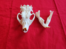 Load image into Gallery viewer, XXXL Beaver Skull - BVS1009
