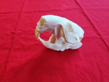 Load image into Gallery viewer, XXL Beaver Skull - BVS1013