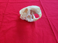 Load image into Gallery viewer, XXL Beaver Skull - BVS1004