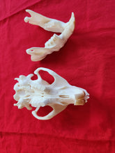 Load image into Gallery viewer, XXL Beaver Skull - BVS1004