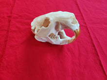 Load image into Gallery viewer, XXXL Beaver Skull - BVS1012