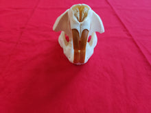 Load image into Gallery viewer, XXXL Beaver Skull - BVS1012