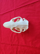 Load image into Gallery viewer, XXXL Beaver Skull - BVS1012