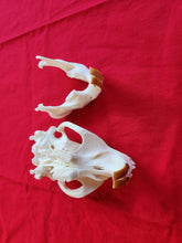 Load image into Gallery viewer, XXXL Beaver Skull - BVS1012