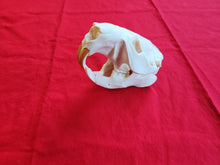 Load image into Gallery viewer, XXXXXL Beaver Skull - BVS1010