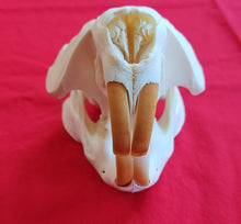 Load image into Gallery viewer, XXXXXL Beaver Skull - BVS1010