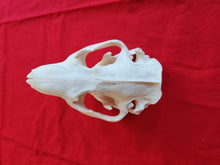 Load image into Gallery viewer, XXXXXL Beaver Skull - BVS1010