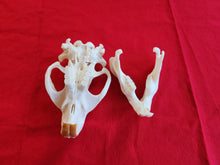 Load image into Gallery viewer, XXXXXL Beaver Skull - BVS1010