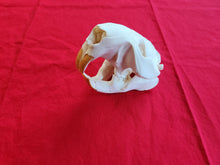 Load image into Gallery viewer, XXXL Beaver Skull - BVS1011