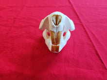 Load image into Gallery viewer, XXXL Beaver Skull - BVS1011
