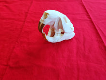 Load image into Gallery viewer, XXL Beaver Skull - BVS1005