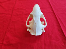 Load image into Gallery viewer, XXL Beaver Skull - BVS1005
