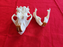 Load image into Gallery viewer, XXL Beaver Skull - BVS1005