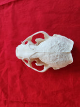 Load image into Gallery viewer, XXL River Otter Skull - ROS1002