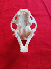 Load image into Gallery viewer, XXL River Otter Skull - ROS1002