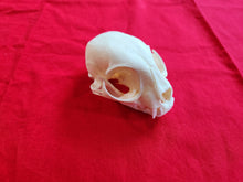 Load image into Gallery viewer, LM Bobcat Skull - BCS1007