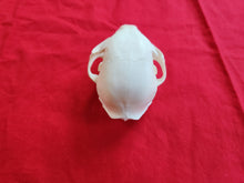 Load image into Gallery viewer, LM Bobcat Skull - BCS1007