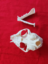 Load image into Gallery viewer, LM Bobcat Skull - BCS1007