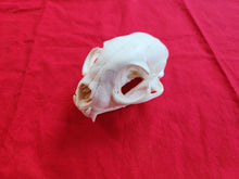 Load image into Gallery viewer, XXXXL Bobcat Skull - BCS1006