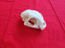 Load image into Gallery viewer, XXXXL Bobcat Skull - BCS1006