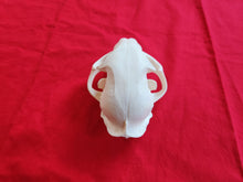 Load image into Gallery viewer, XXXXL Bobcat Skull - BCS1006