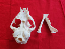 Load image into Gallery viewer, XXXXL Bobcat Skull - BCS1006