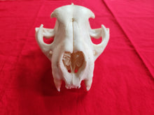 Load image into Gallery viewer, XXXXXL Mountain Lion Skull - UPPER Skull Only - MLS1003