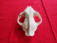 Load image into Gallery viewer, XXXXXL Mountain Lion Skull - UPPER Skull Only - MLS1003